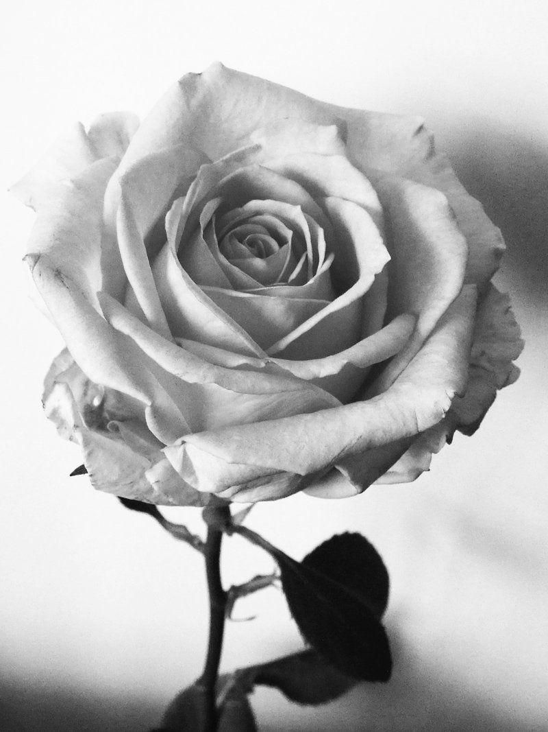 800x1067 rose photography black and white and white roses, White roses wallpaper, White rose picture