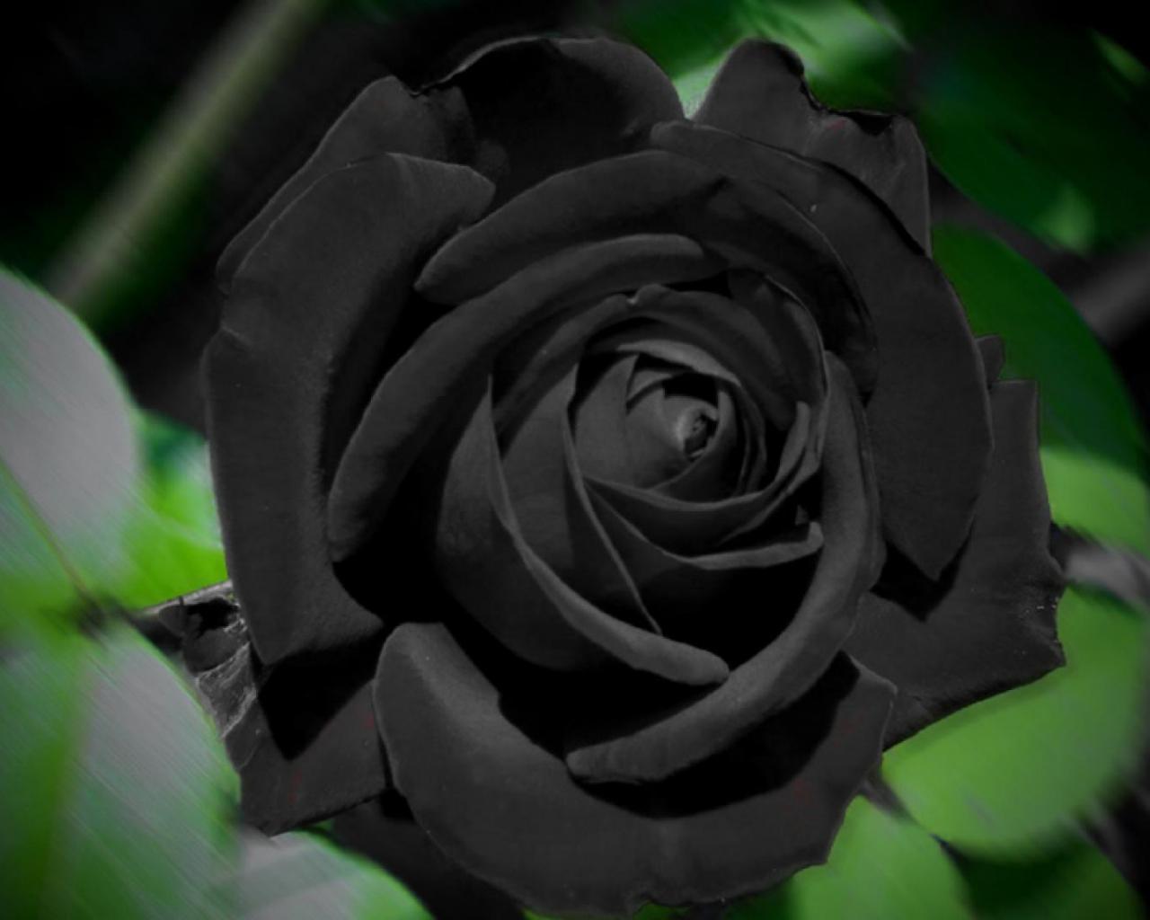 Black Rose Desktop Wallpapers - Top Free Black Rose Desktop Backgrounds ...