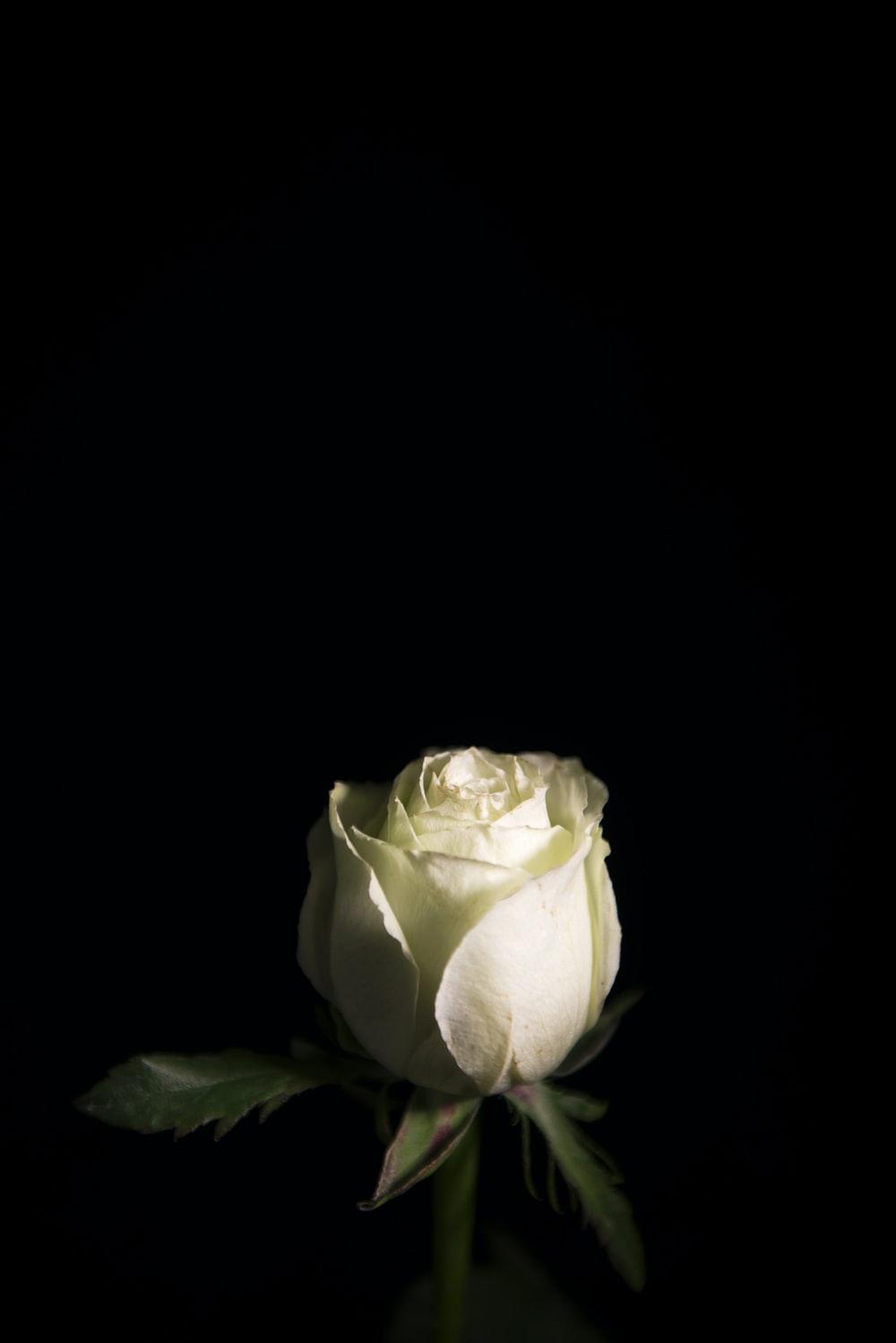 1000x1498 White Rose Picture [HD]. Download Free Image