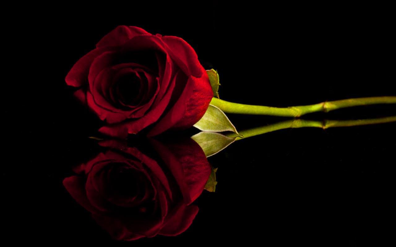 1280x800 Free download Red And Black Rose Wallpaper 8 Wide Wallpaper [1280x800] for your Desktop, Mobile & Tablet. Explore Black Roses Background. Black Rose Desktop Wallpaper, Black and Red Rose