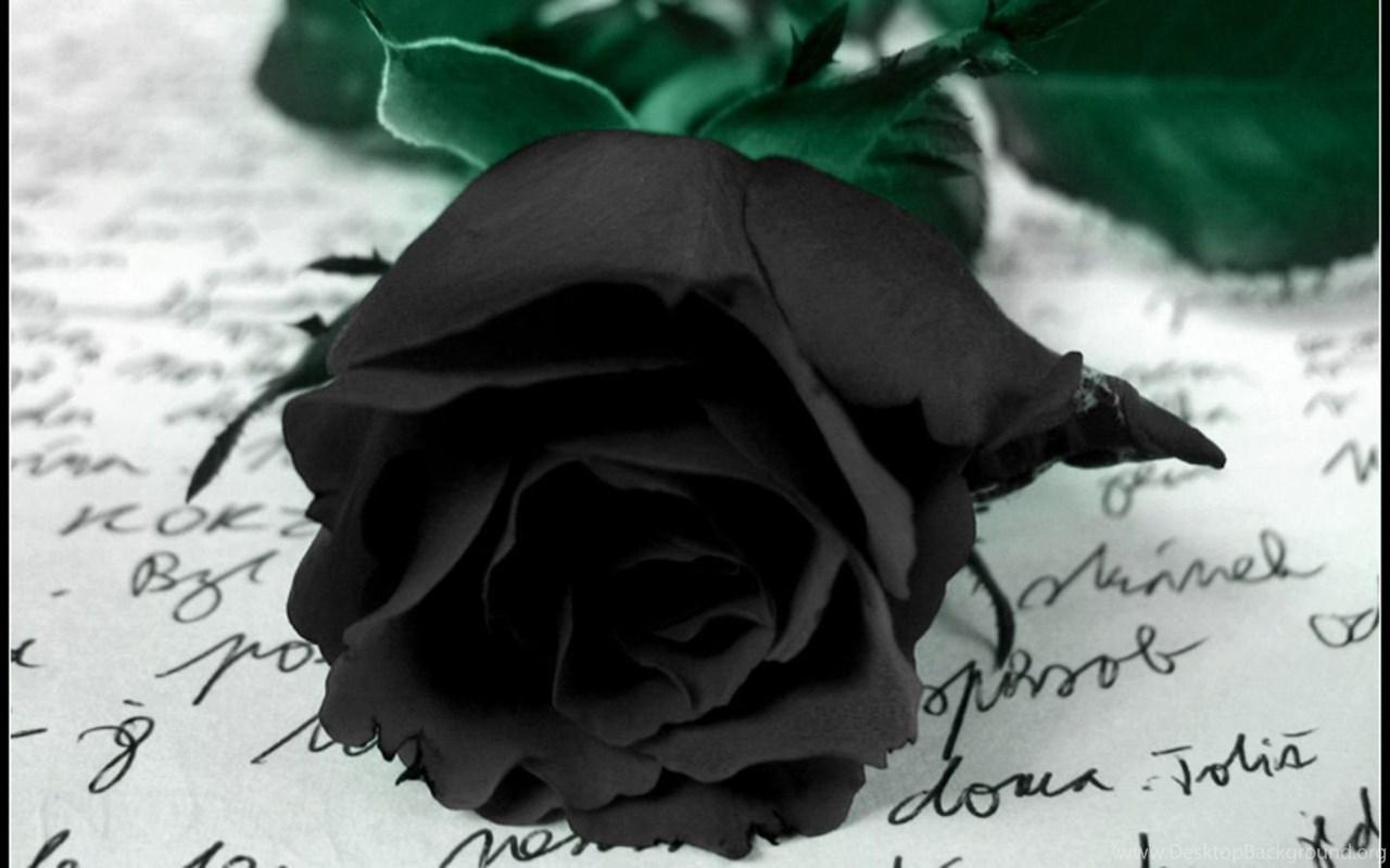 Black Rose Desktop Wallpapers Top Free Black Rose Desktop Backgrounds