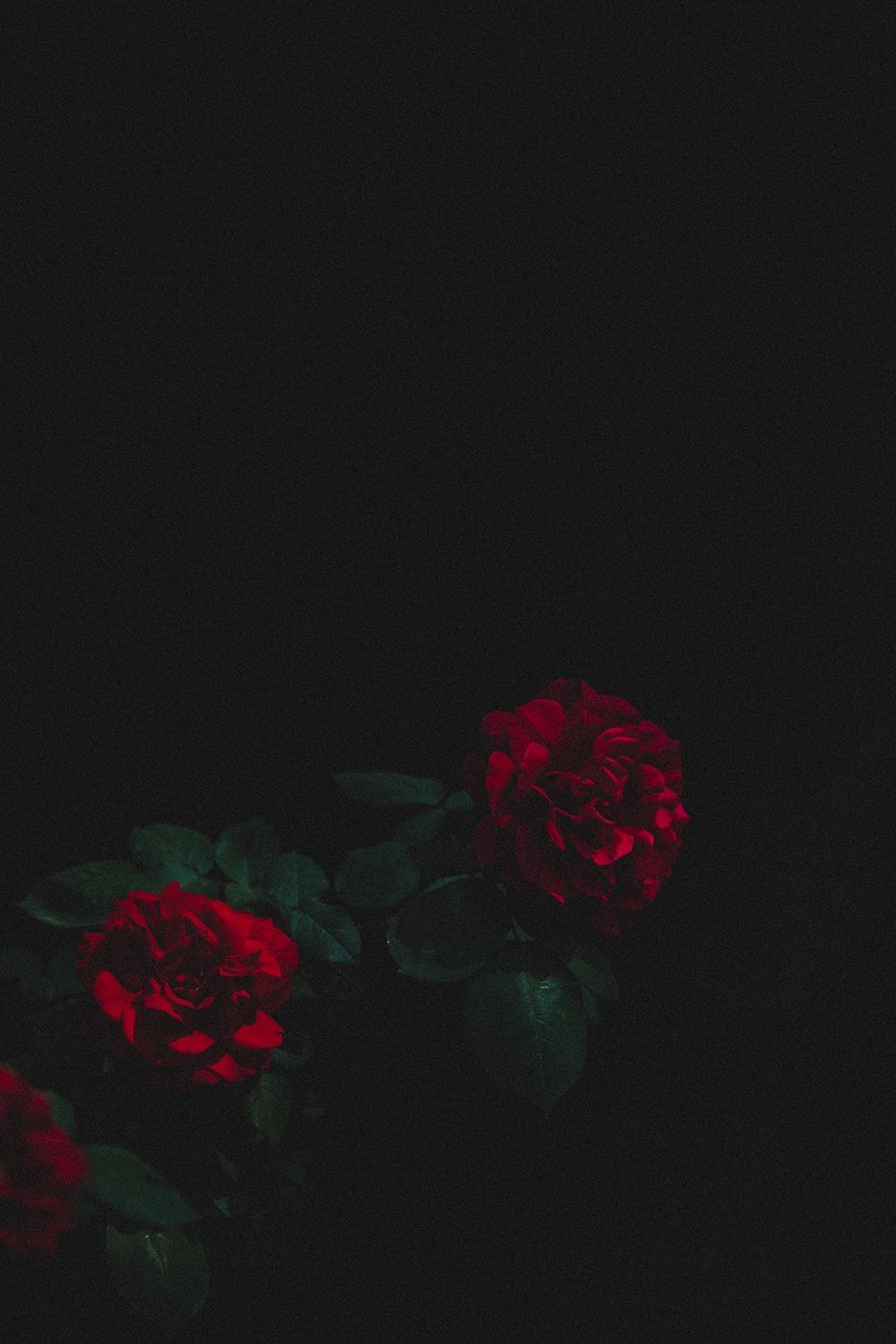 1000x1500 Black Rose Picture. Download Free Image