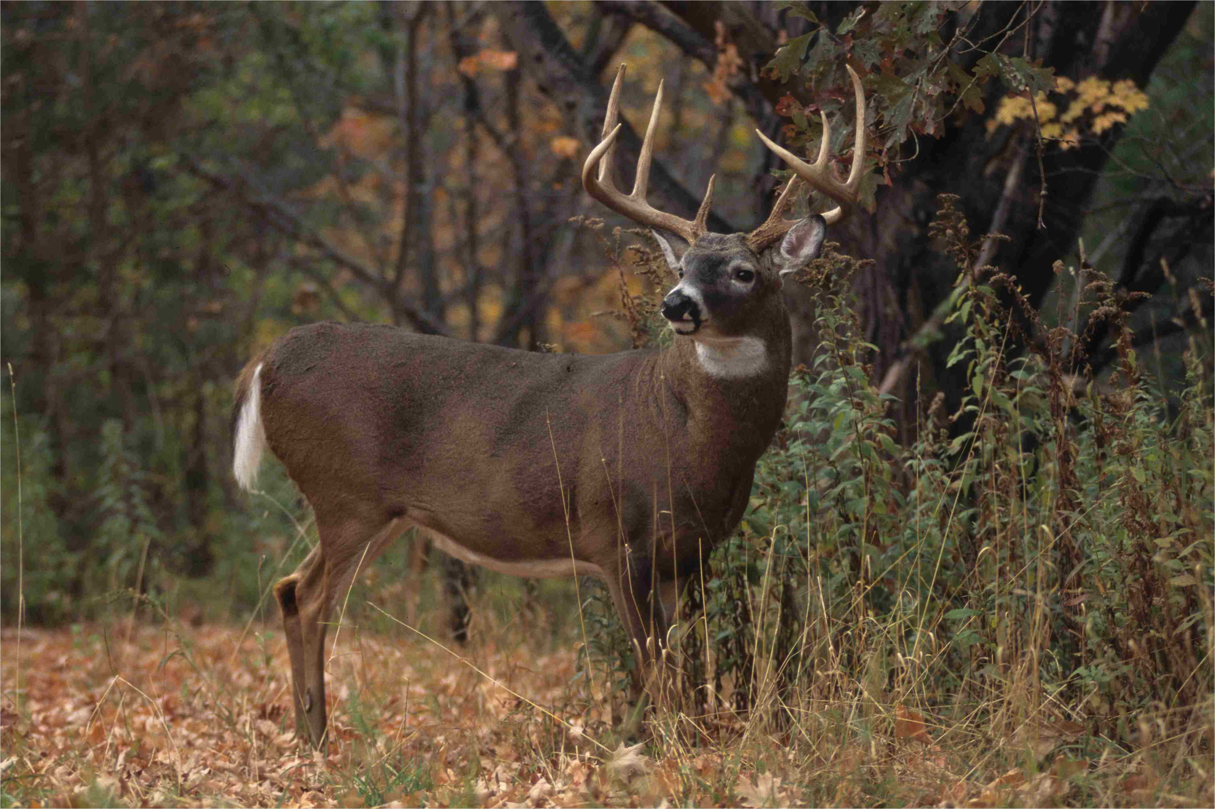 4246x2830 Whitetail Deer Wallpaper