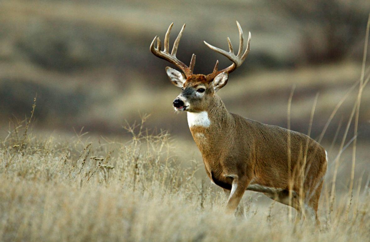 1178x771 whitetail deer wallpaper, mammal, vertebrate, wildlife, deer, antler, white tailed deer, reindeer, horn, terrestrial animal, landscape