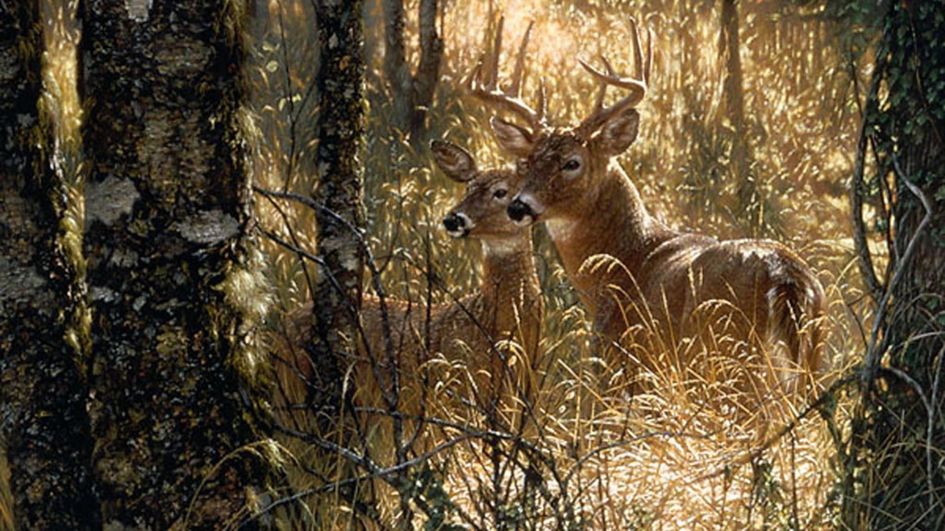 1920x1080 Free download White tail Deer Wallpaper [1920x1080] for your Desktop, Mobile & Tablet. Explore White Tailed Deer Wallpaper. Whitetail Deer Photo for Wallpaper, Whitetail Buck Wallpaper Free, Deer Wallpaper