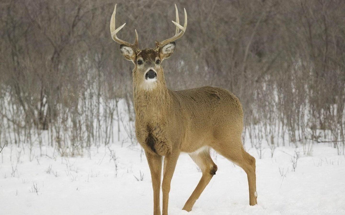 1440x900 Whitetail Deer Background Desktop Background