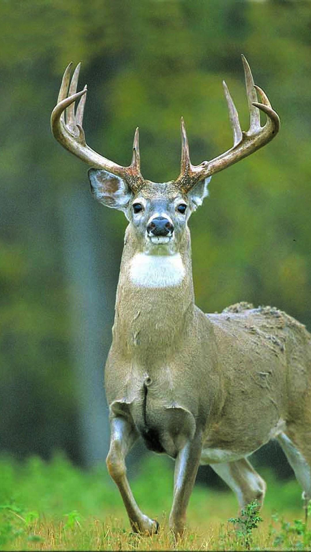 1080x1920 Whitetail Deer Background