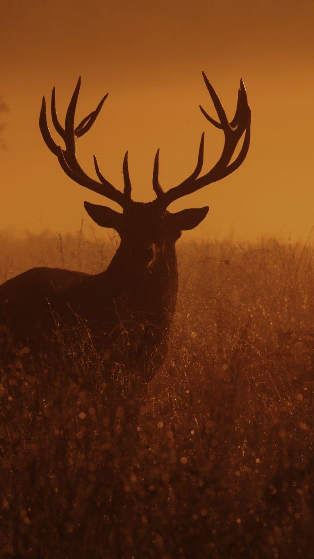 1080x1920 Deer Wallpaper