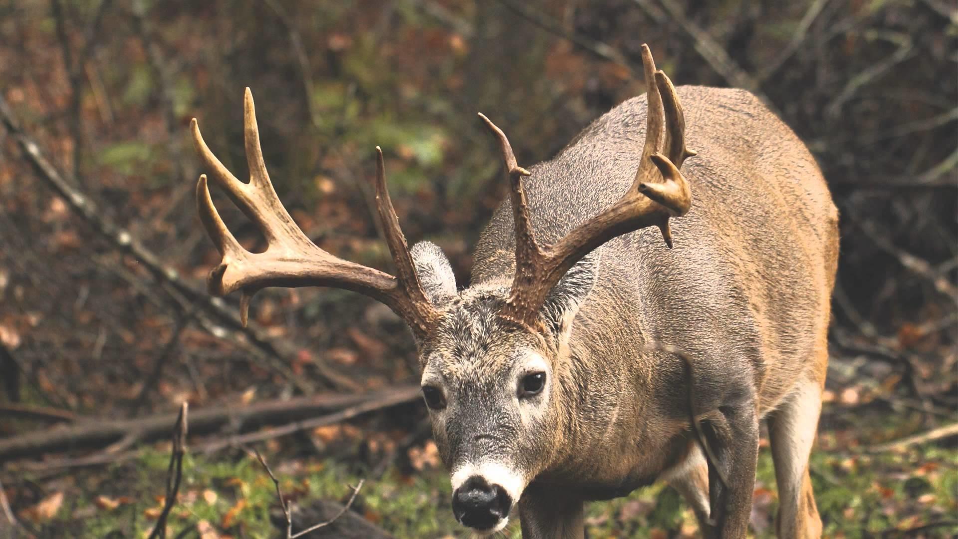 1920x1080 Deer Wallpaper background picture