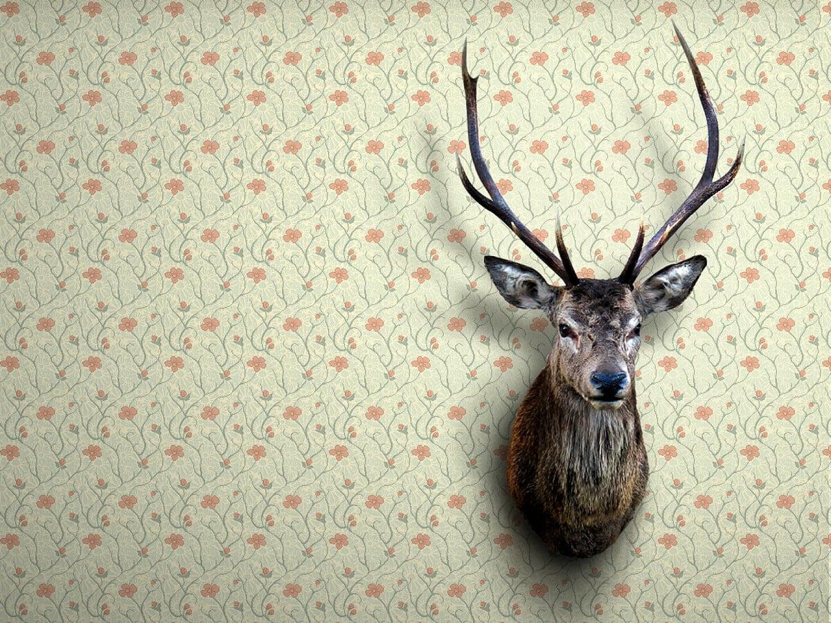 1200x900 White Tailed Deer Wallpaper HD. Download Free Background