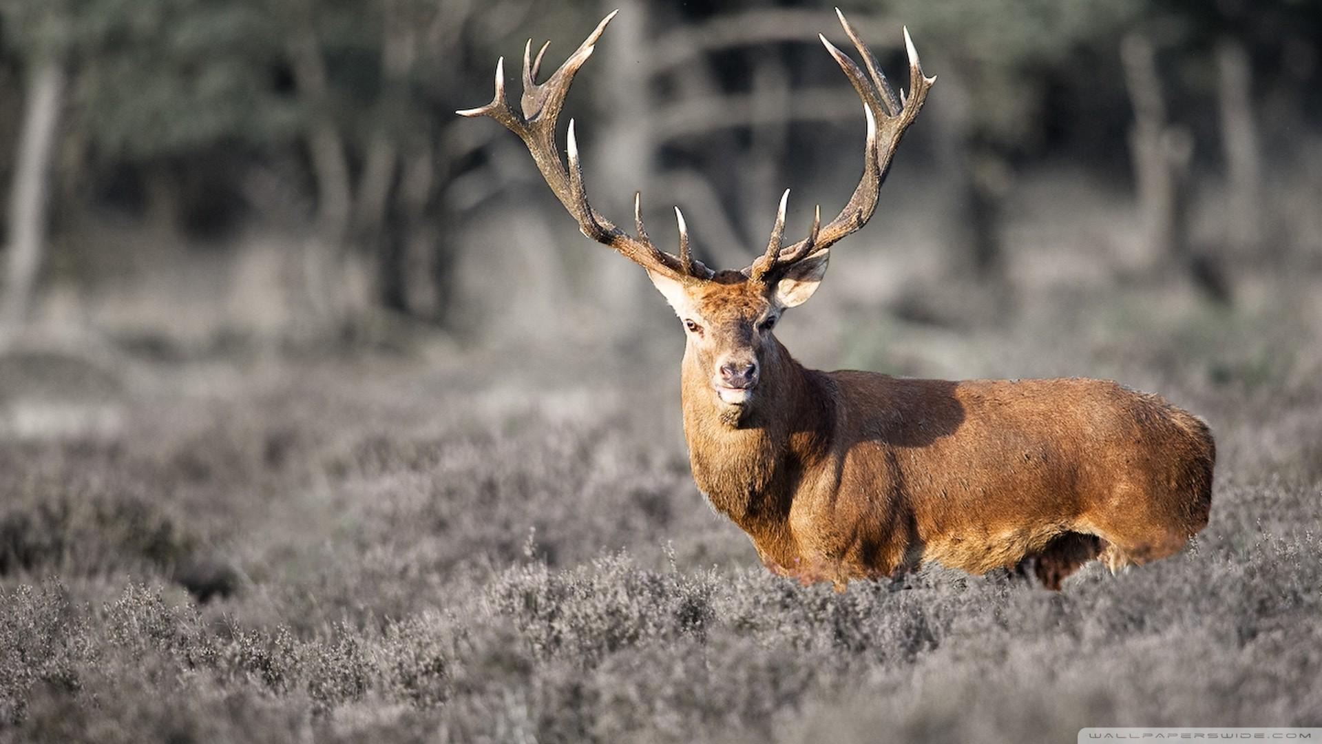 1920x1080 Free Whitetail Deer Wallpaper Data Src Download Free Deer HD Wallpaper