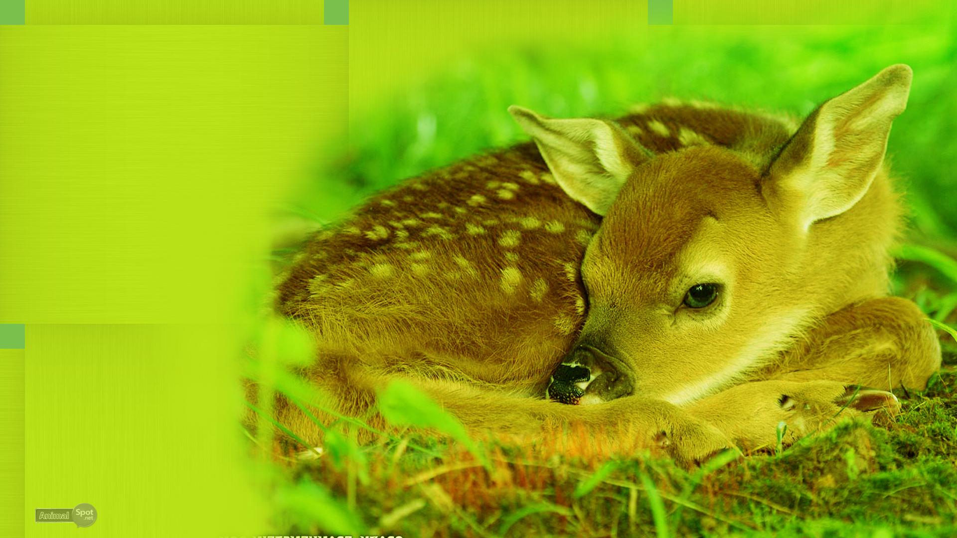 1920x1080 Deer Wallpaper