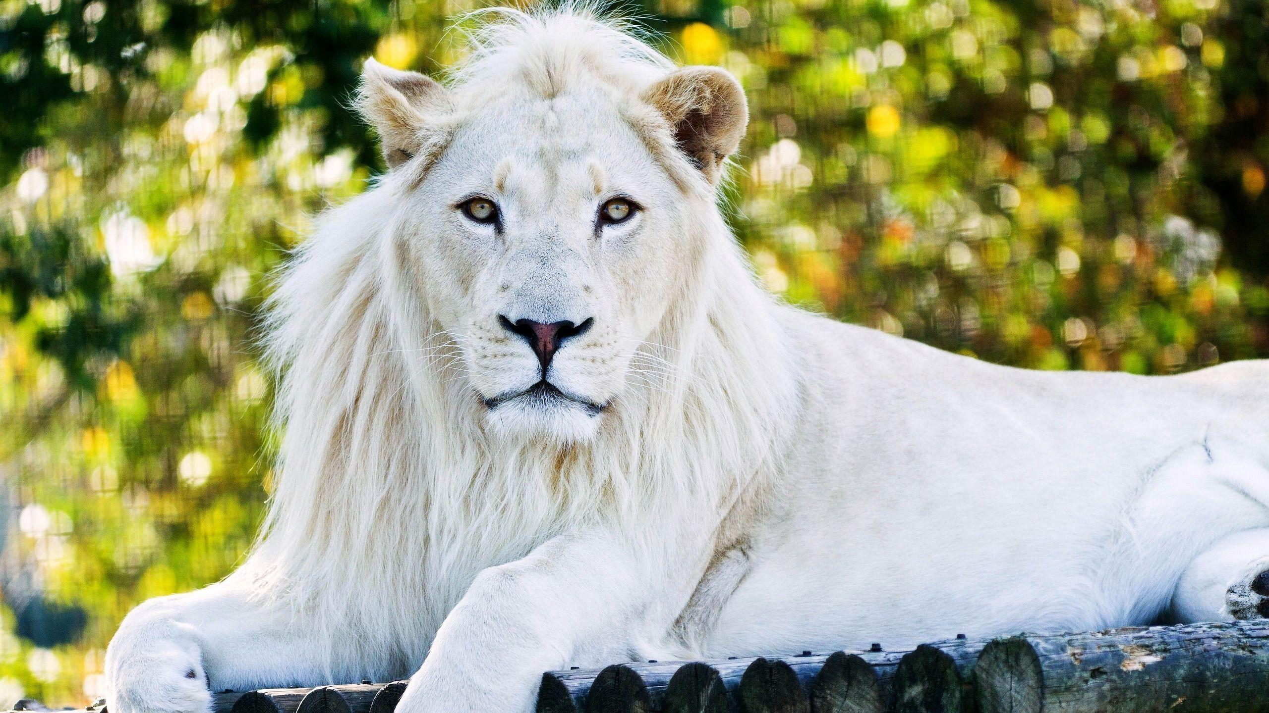 2560x1440 White Lion Wallpaper, HD White Lion Background