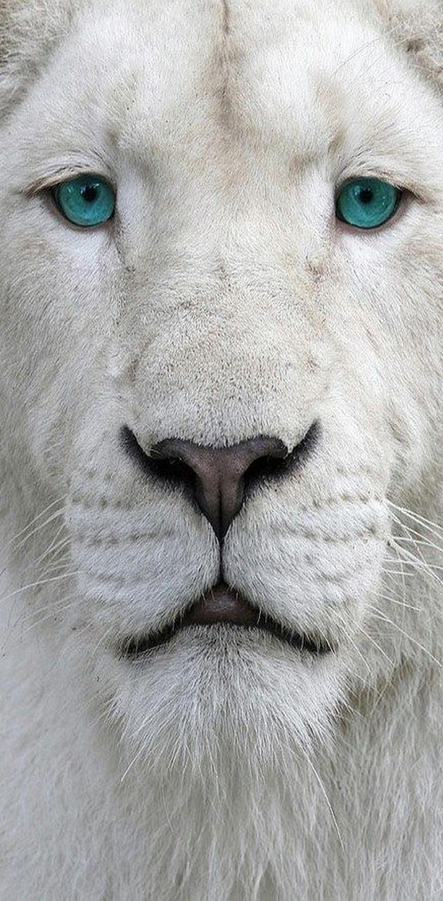 630x1280 albino lion wallpaper