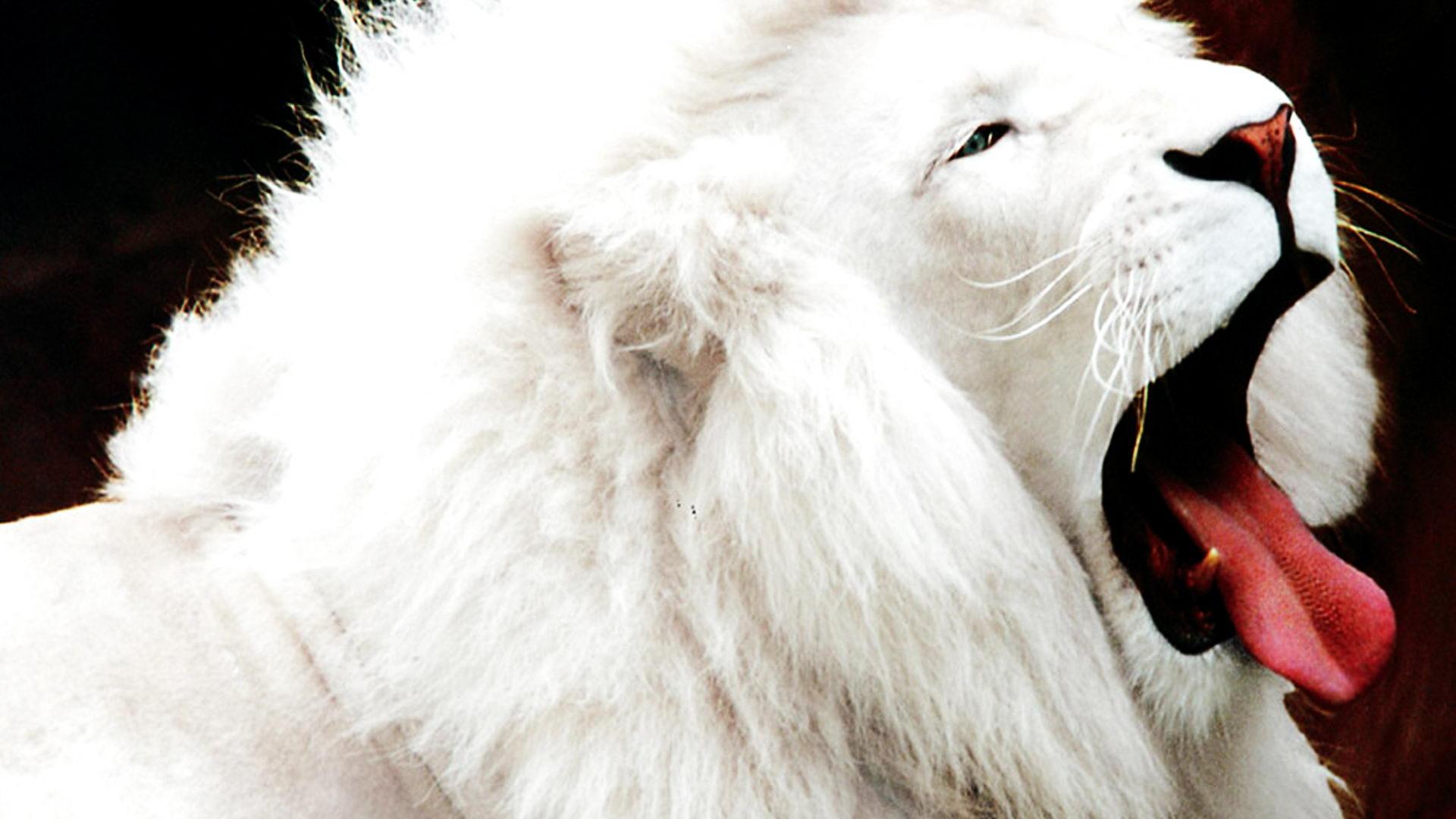 1920x1080 Download Free White Lion Background