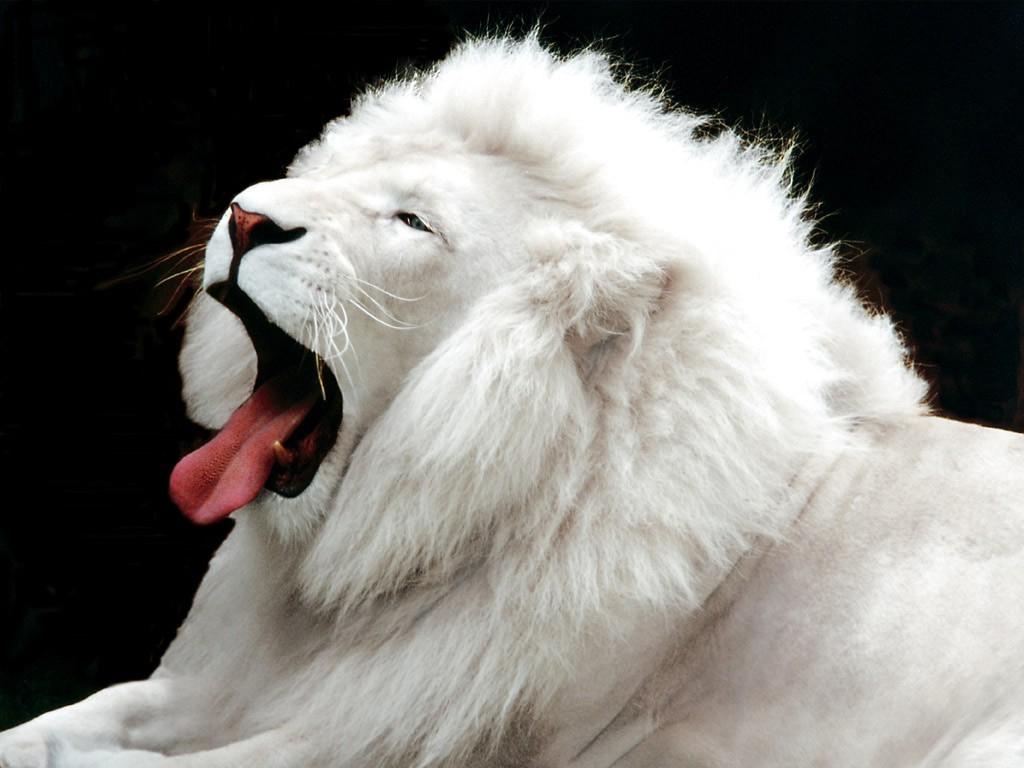 1024x768 albino lion Wallpaper HD / Desktop and Mobile Background