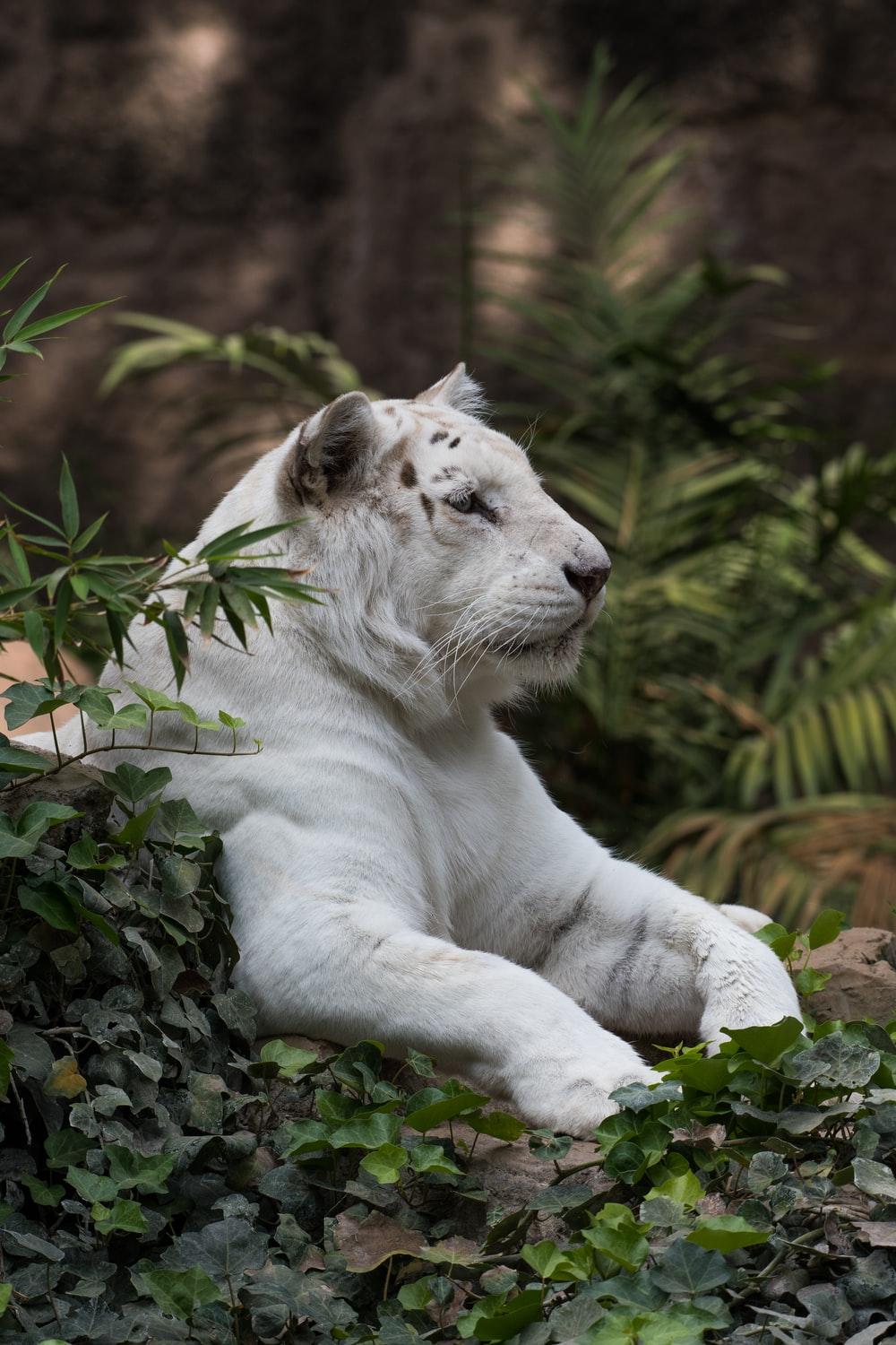 1000x1500 White Lion Picture. Download Free Image