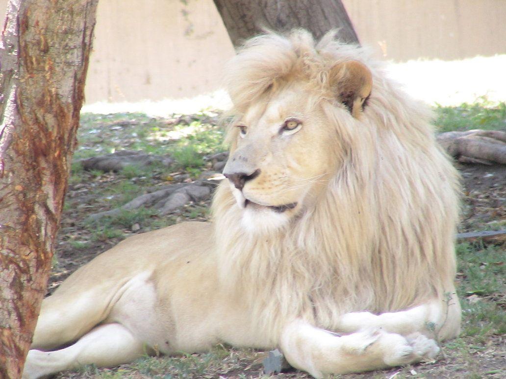 1032x774 World's All Amazing Things, Picture, Image And Wallpaper: White Lion and Its Facts. Lion HD wallpaper, White lion, Lion picture