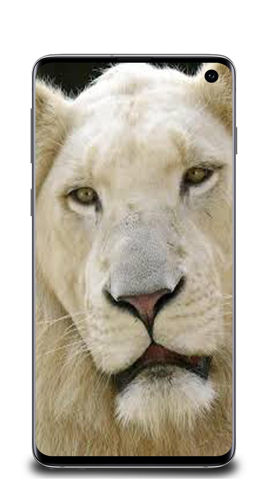 1080x1920 White lion wallpaper for Android