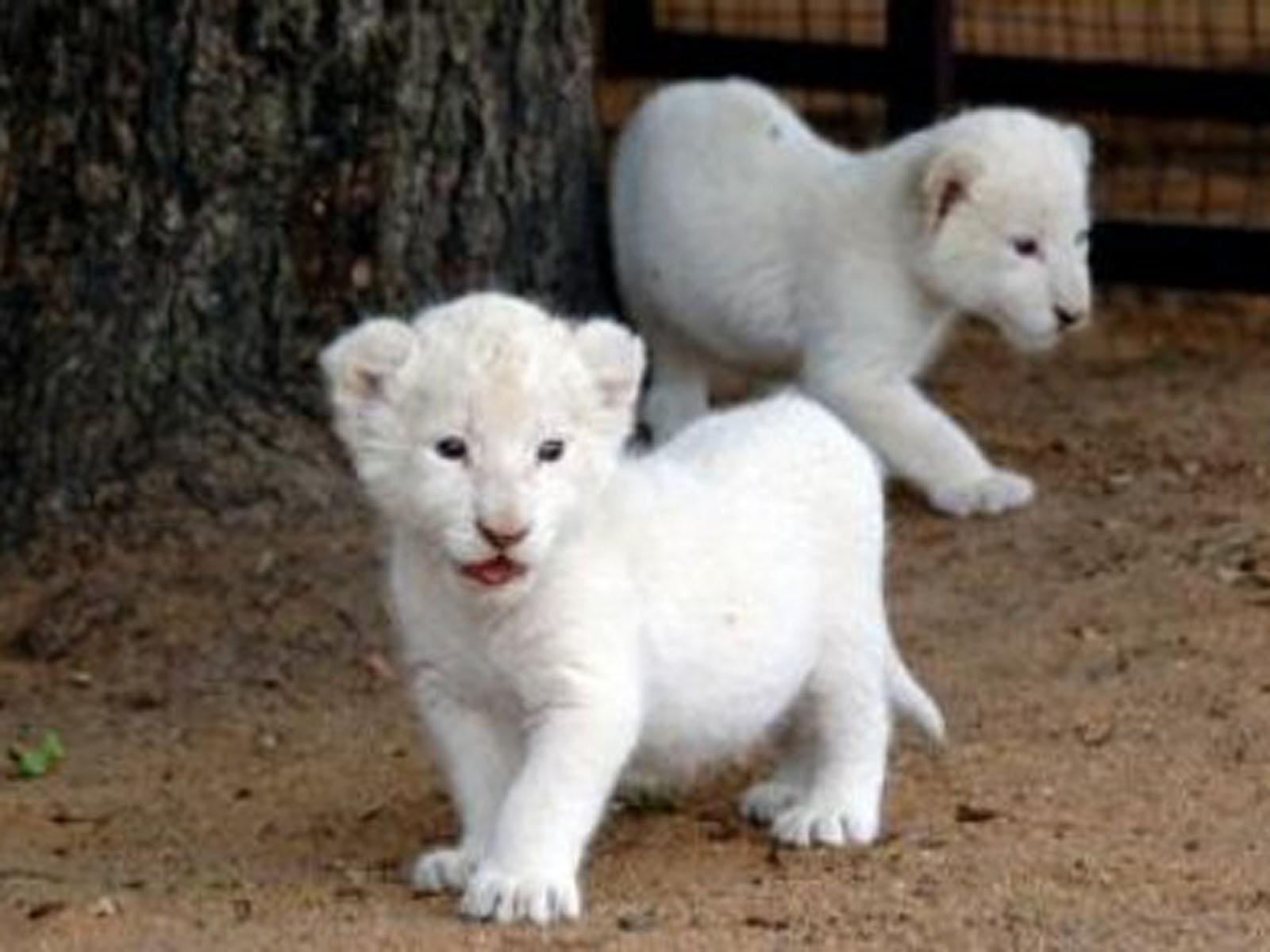 1600x1200 Free download Baby White Lion Picture 2013 Wallpaper [1600x1200] for your Desktop, Mobile & Tablet. Explore White Lions Wallpaper. Black and White Lion Wallpaper, Cool Lion Wallpaper, African White Lion Wallpaper