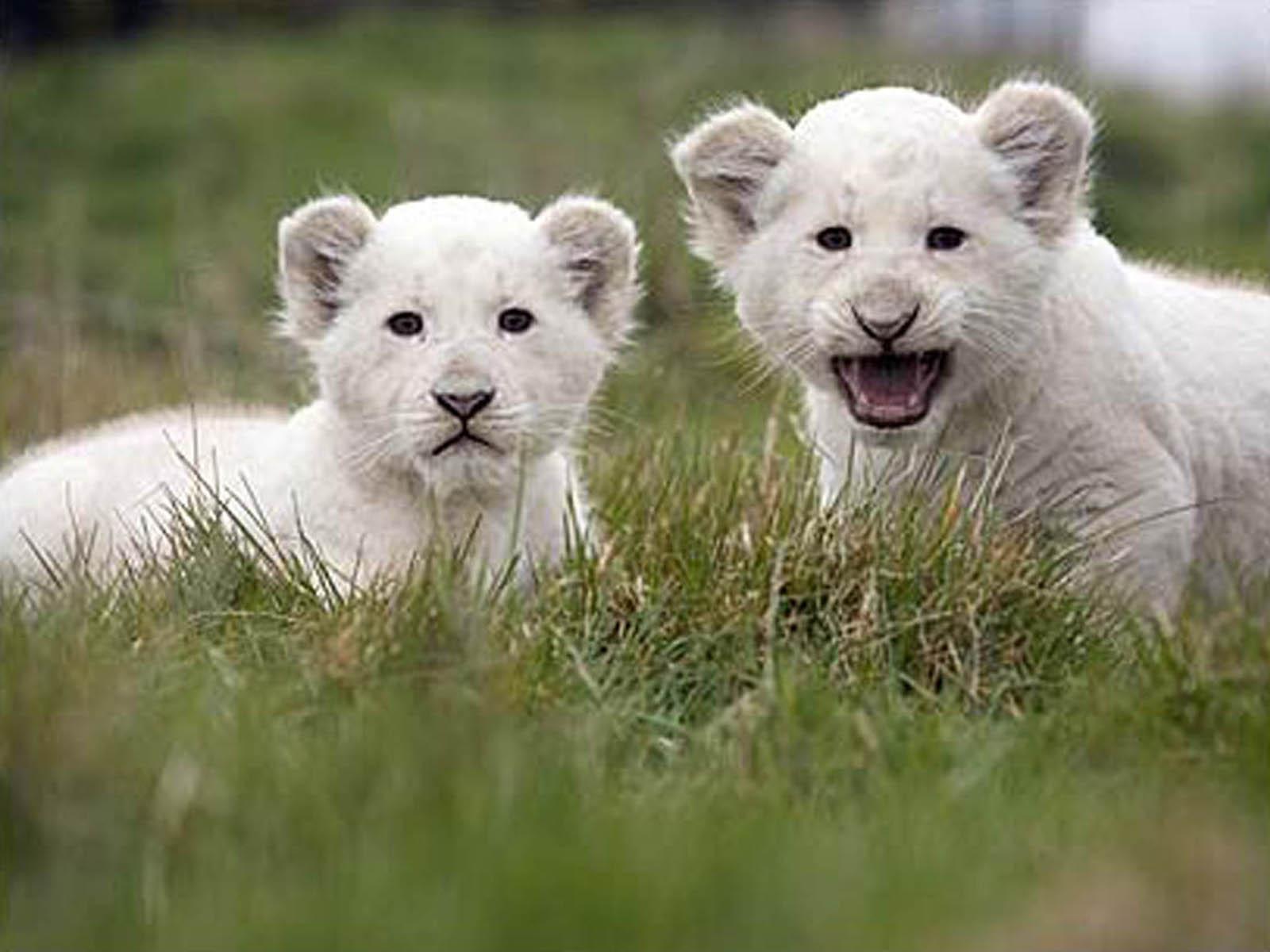 1600x1200 HD White Lion Wallpaper