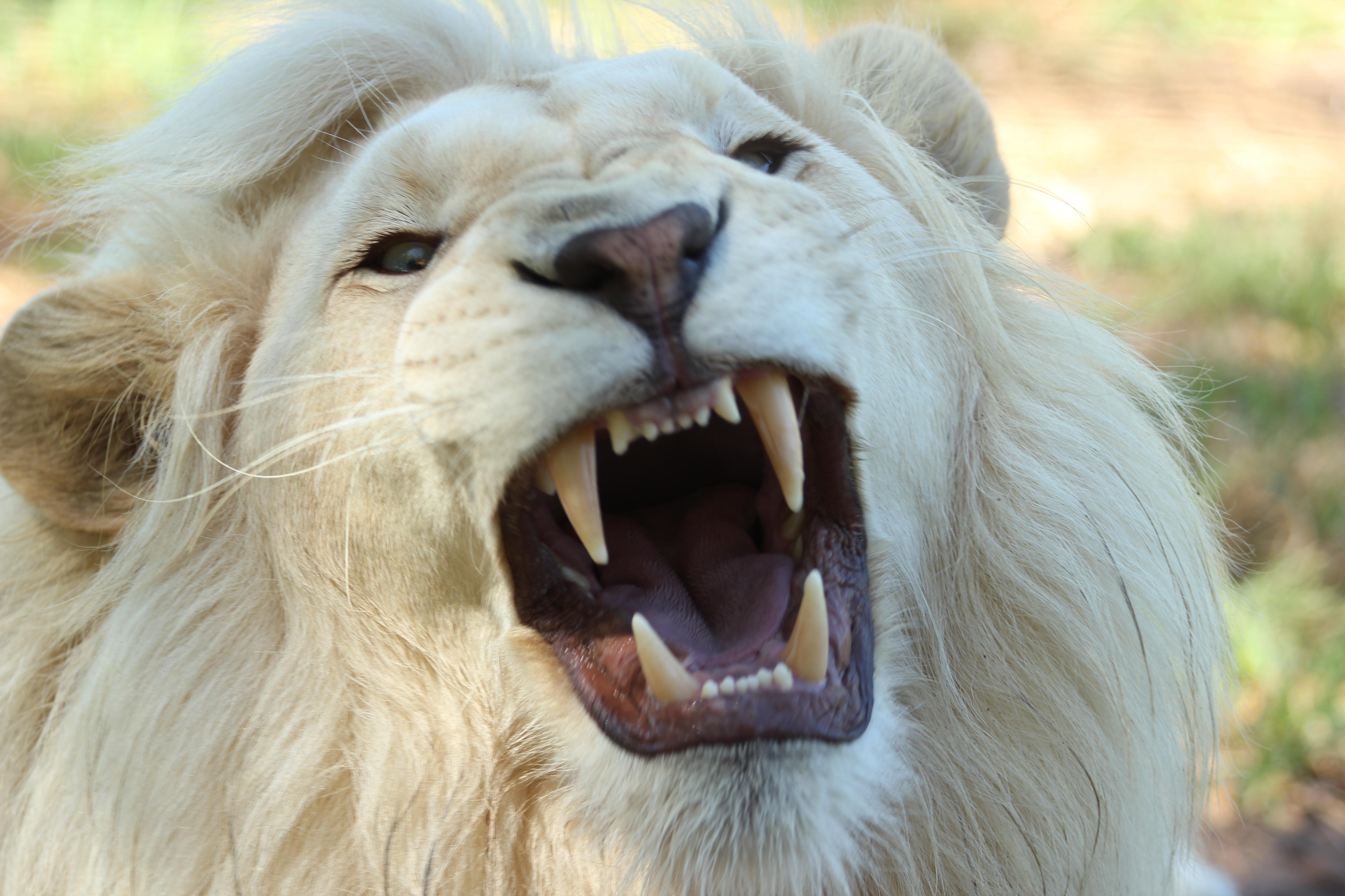 5184x3456 White Long Coat Lion · Free