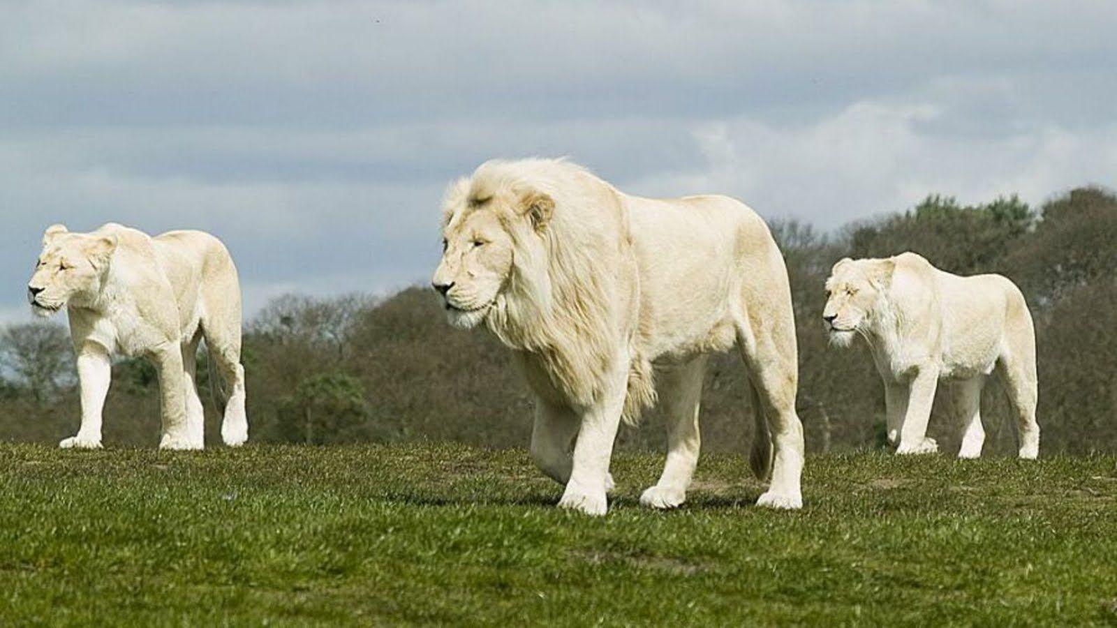 1600x900 lion
