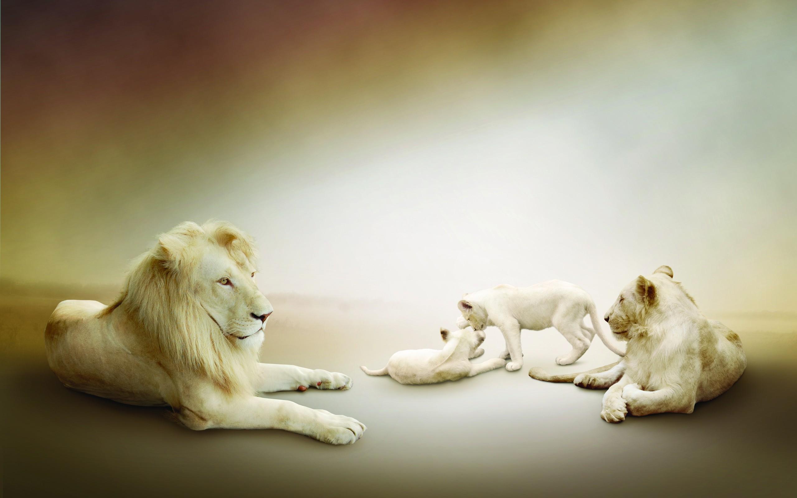 2560x1600 White Lion HD Wallpaper and Background Image
