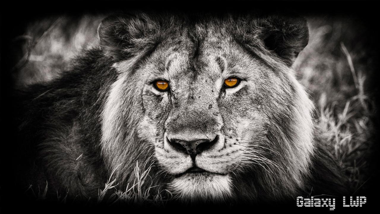 1280x720 White Lion Wallpaper for Android