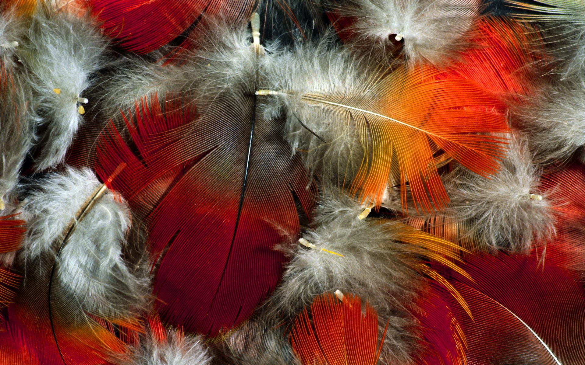 1920x1200 Colorful Feather Wallpaper