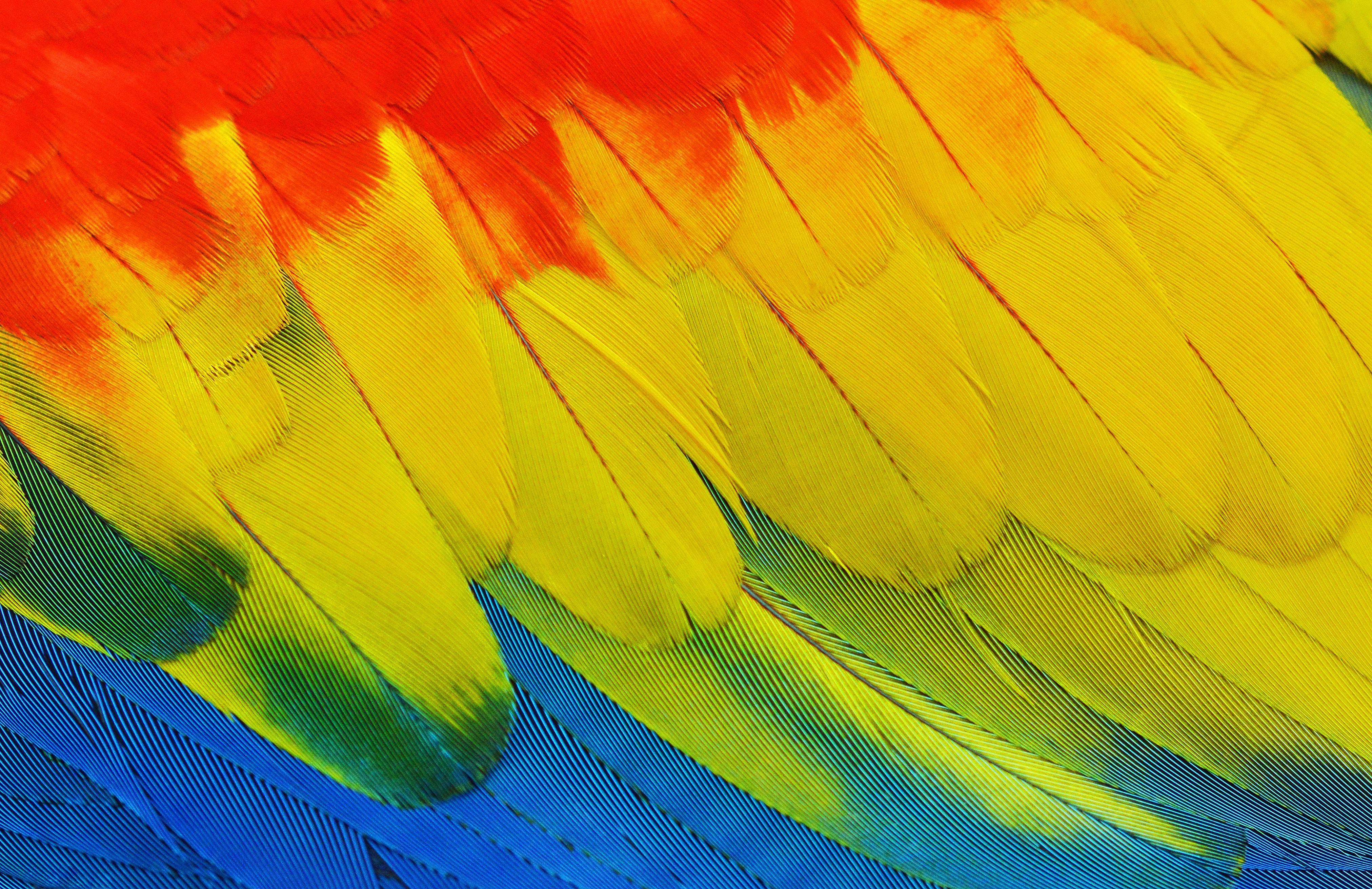 4048x2623 4048x2623 #cute Background, #parrot, #feather, #green, #red, #glowing Colour, #macaw, #close Up, #wallpaper, #colorful, #feathers, #south American Bird, #david Clode, #cute Wallpaper, #Free , #blue, #yellow, #plumage, #colourful