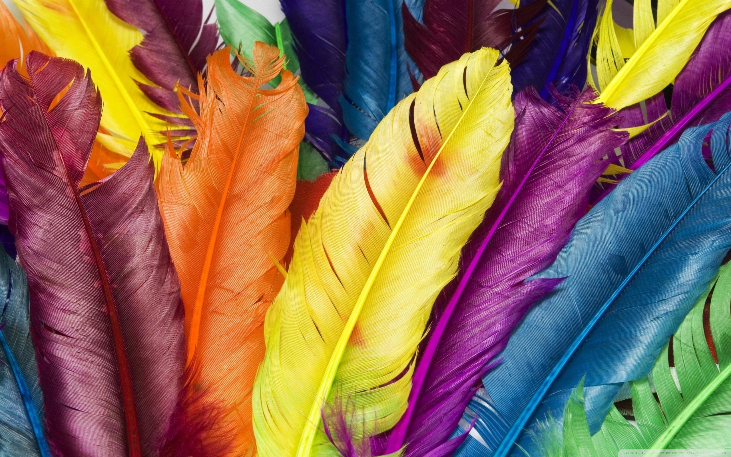 2560x1600 Colorful Feathers