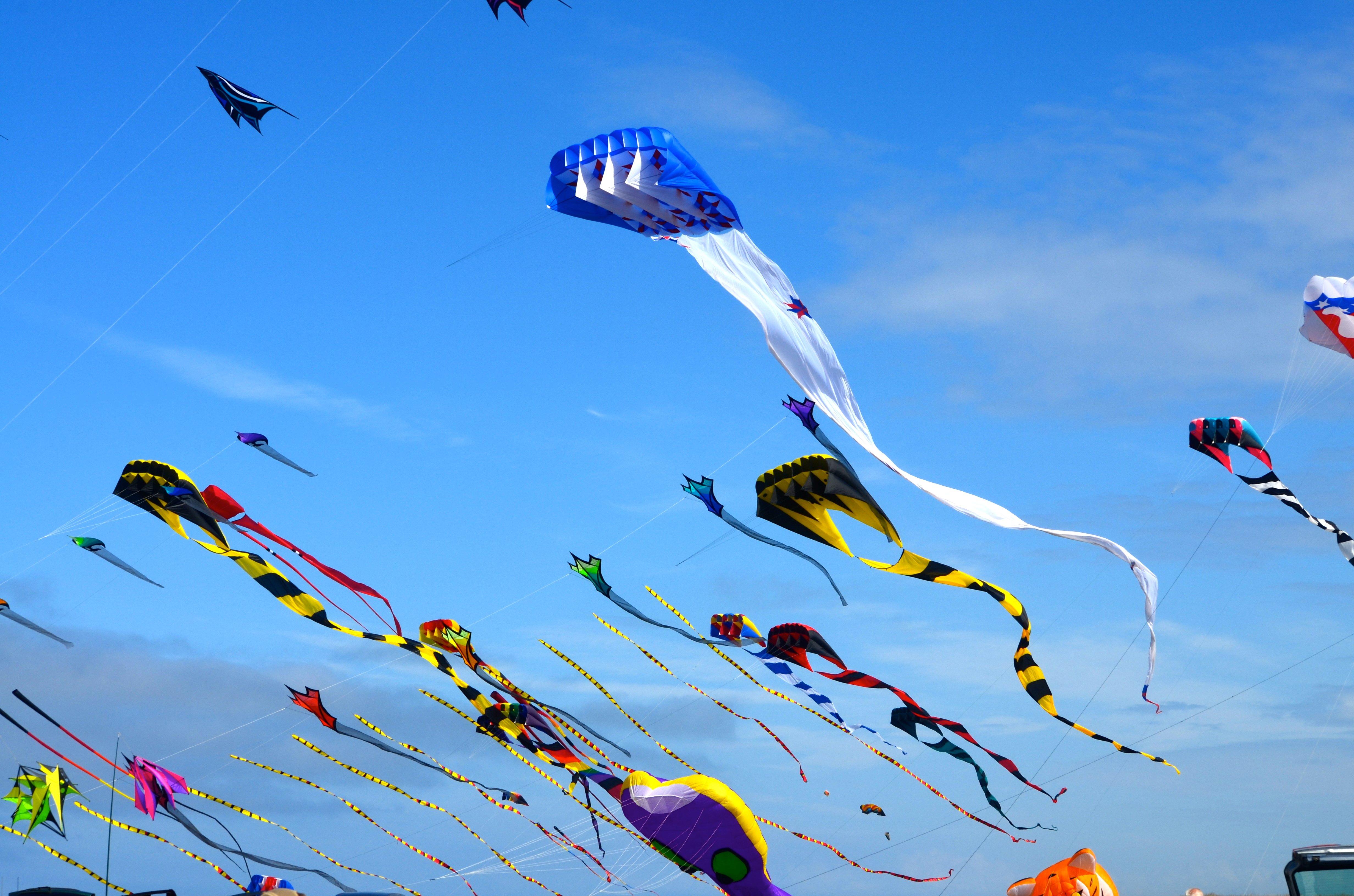 kite flying festival hd