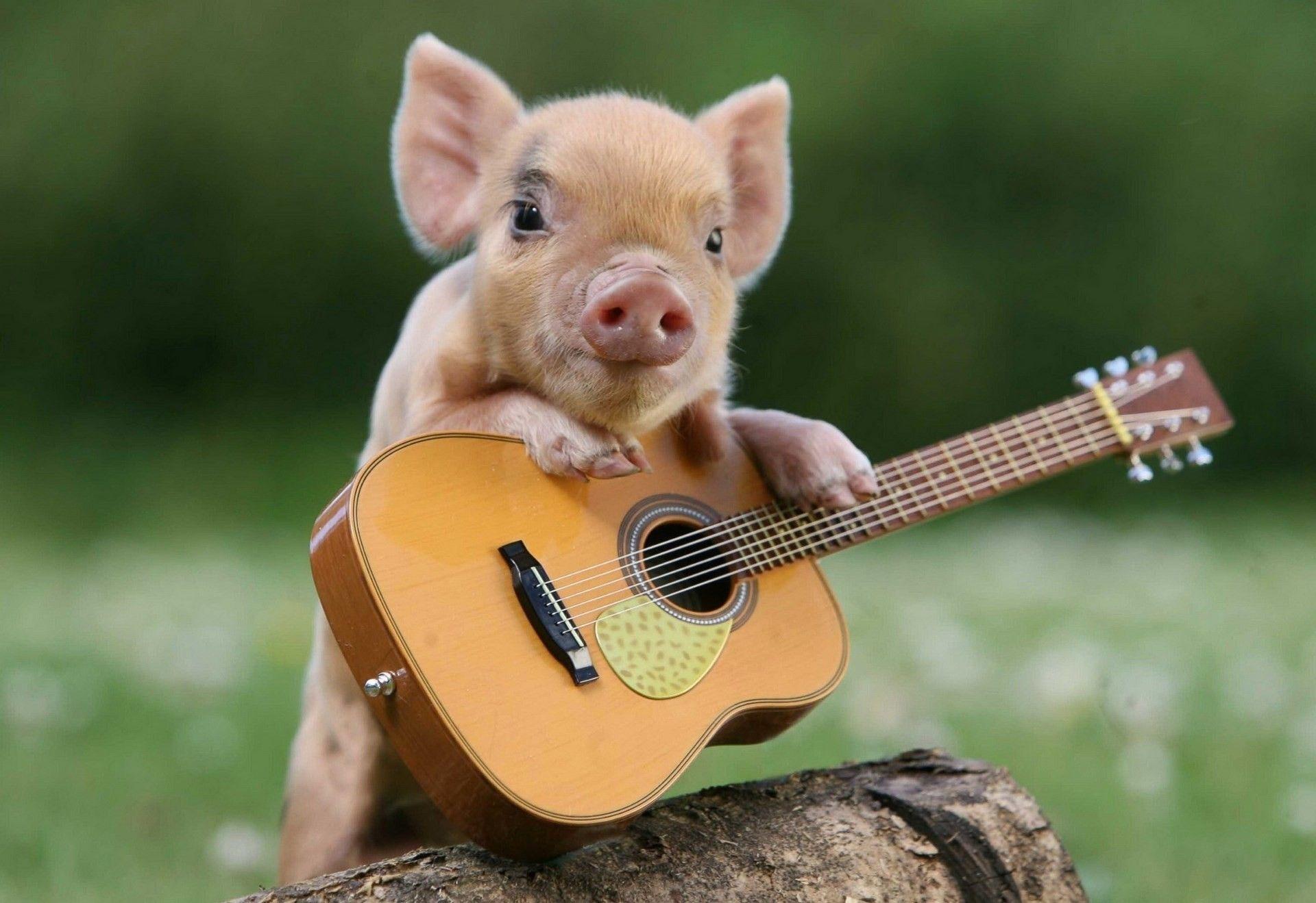 1920x1319 Baby Pig Wallpaper