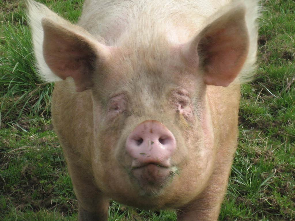 1024x768 Free download Funny Pig Wallpaper [1024x768] for your Desktop, Mobile & Tablet. Explore Piggy Wallpaper. Cute Pig Wallpaper, Free Pig Wallpaper, Pig Desktop Wallpaper