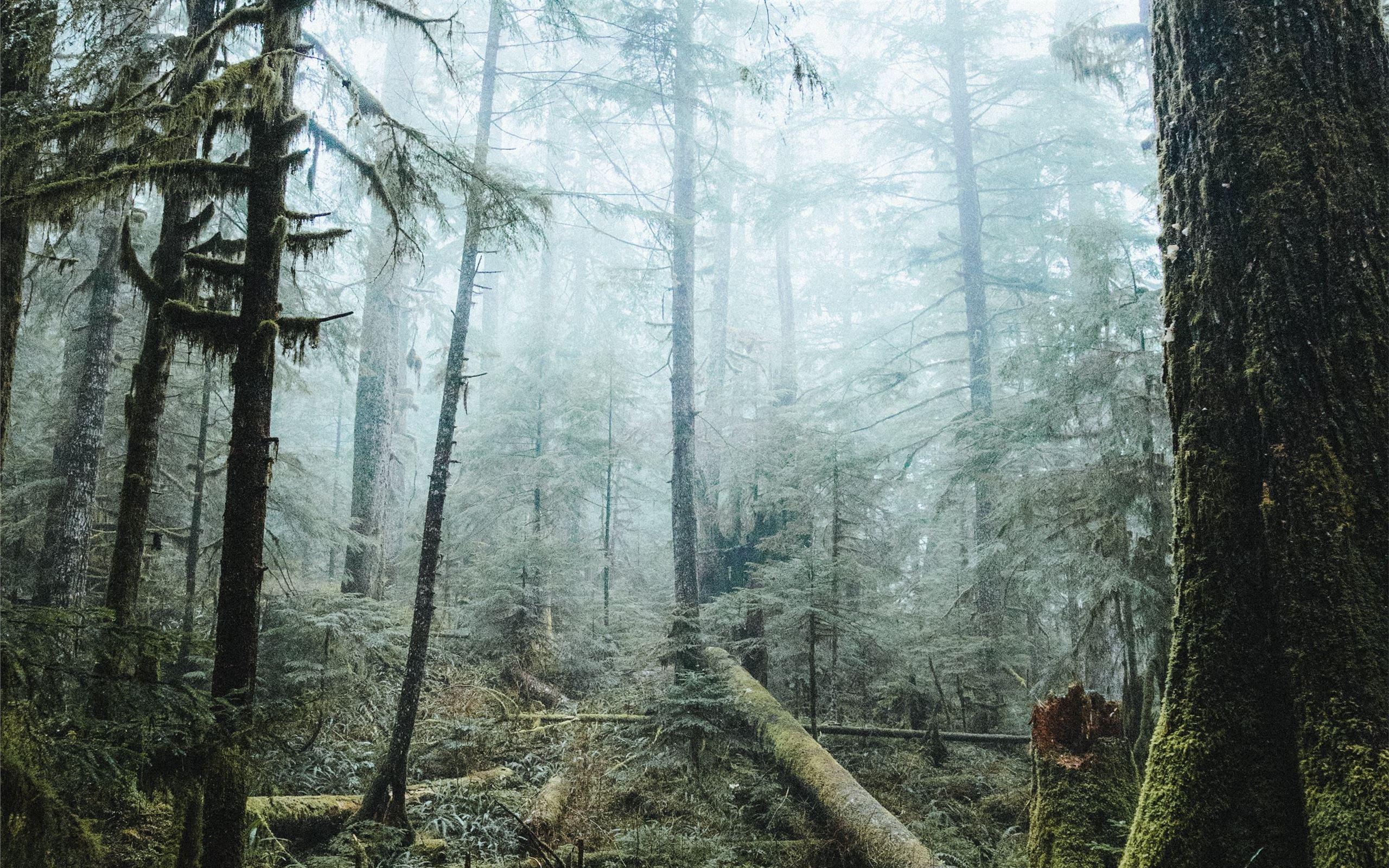 Pacific Northwest Woods Wallpapers - Top Free Pacific Northwest Woods