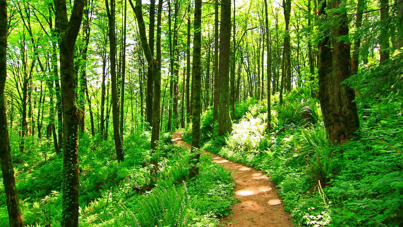 Pacific Northwest Woods Wallpapers - Top Free Pacific Northwest Woods