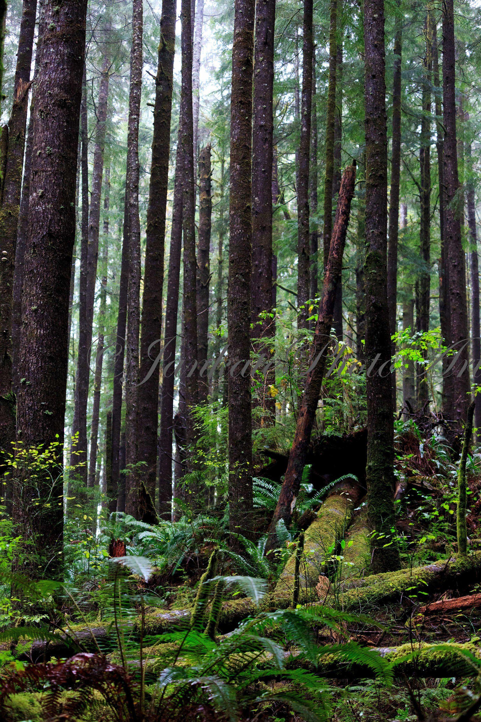 Pacific Northwest Woods Wallpapers - Top Free Pacific Northwest Woods