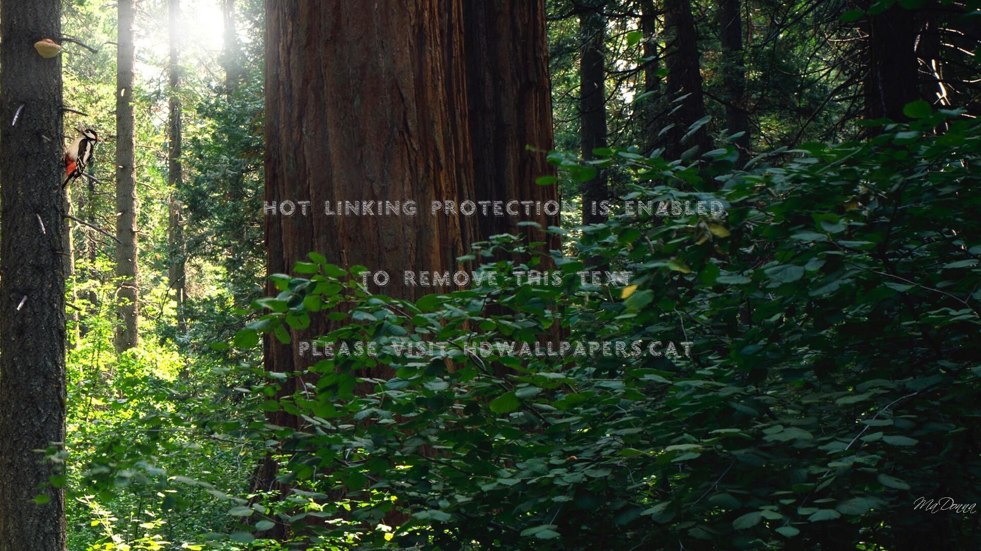 1920x1080 forest light pacific northwest fungus woods