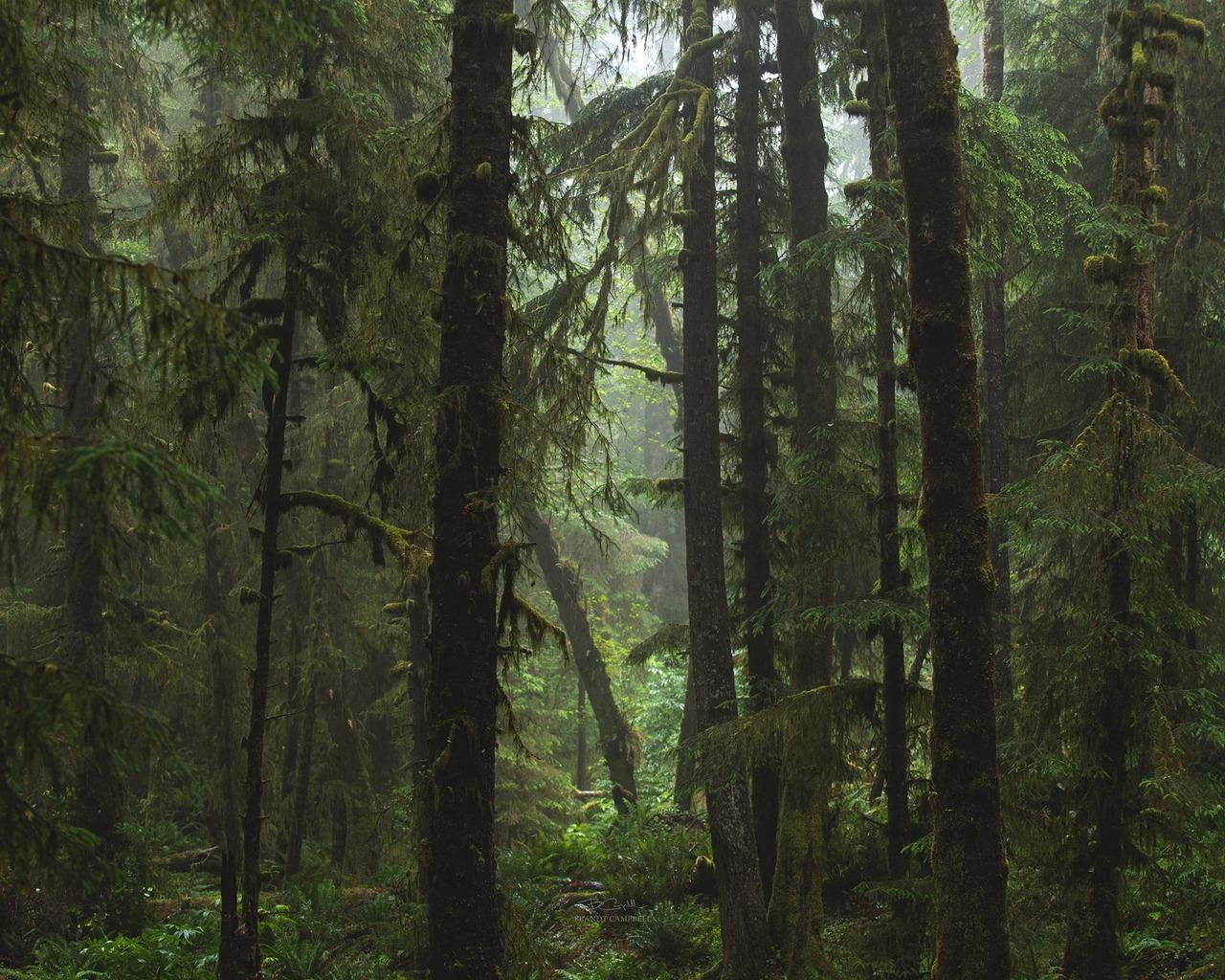 Pacific Northwest Woods Wallpapers - Top Free Pacific Northwest Woods