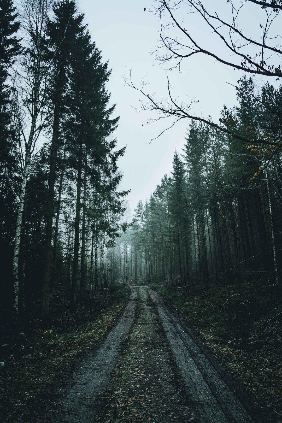 1080x1620 Download this free HD photo of path, tree, muddy and cloud by Ca Ku. Forest picture, Nature image, Landscape