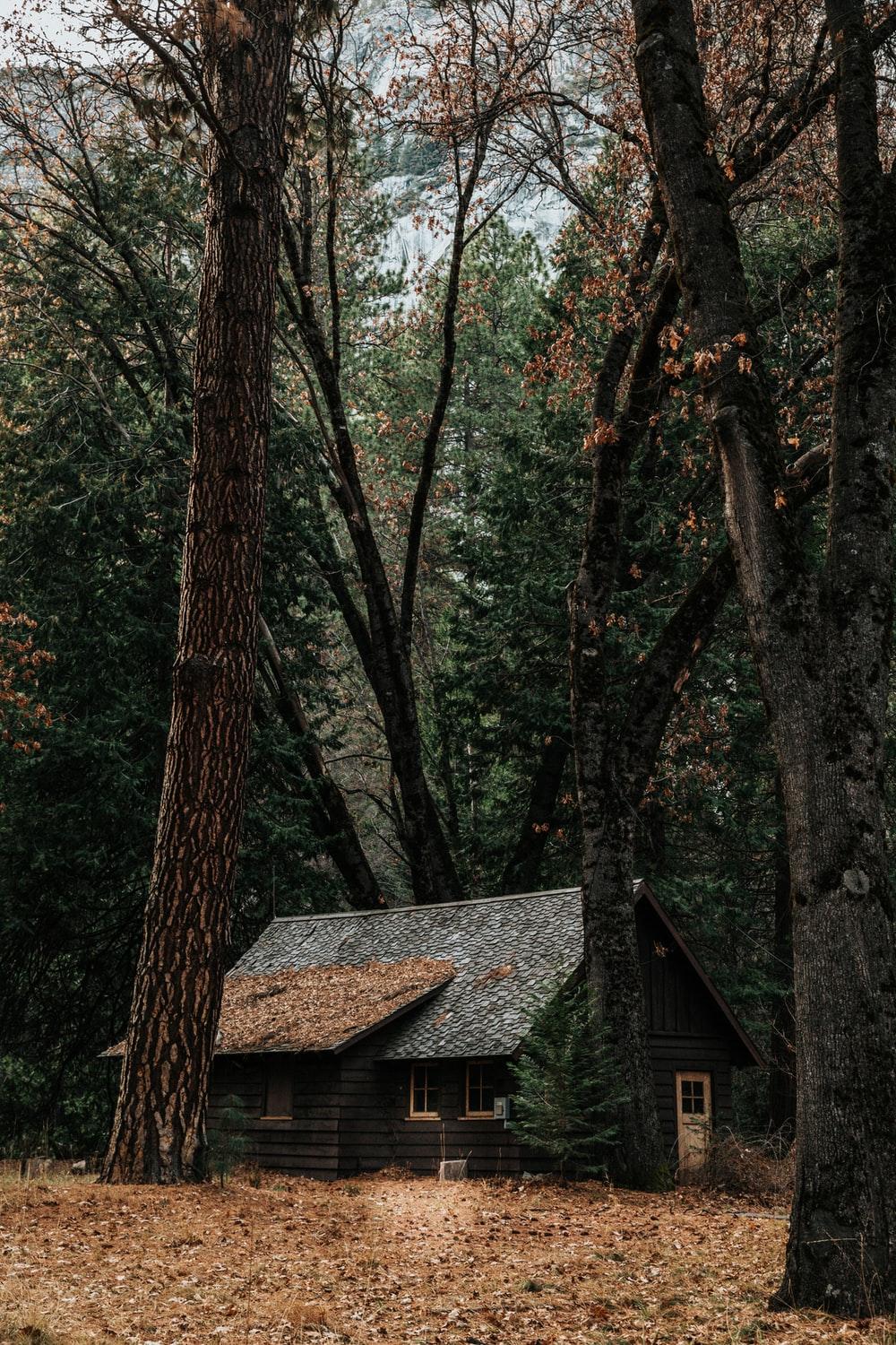 1000x1500 Forest House Picture. Download Free Image