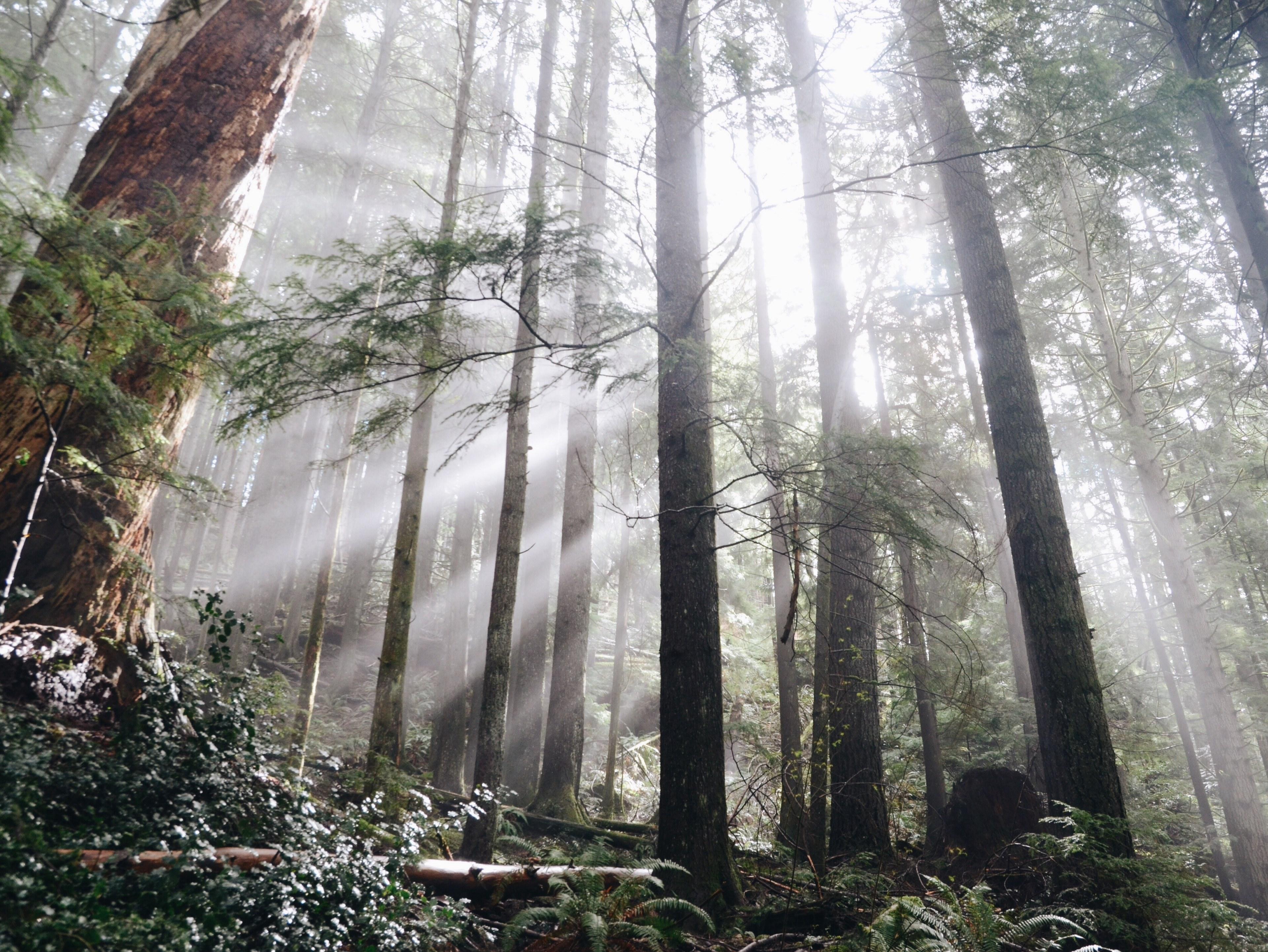 Pacific Northwest Woods Wallpapers - Top Free Pacific Northwest Woods