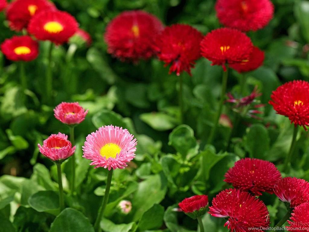 Happy Flowers Wallpapers Top Free Happy Flowers Backgrounds