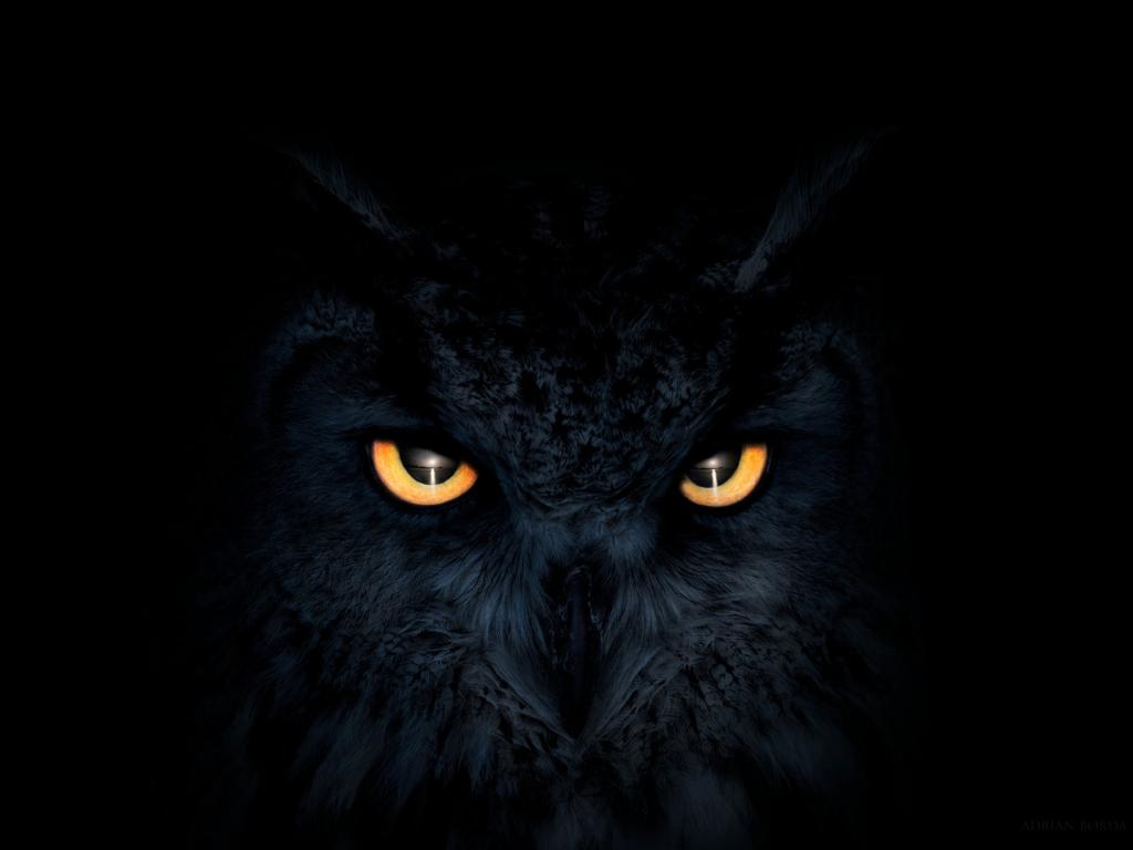 1024x768 Desktop wallpaper owl, dark, glowing eyes, muzzle, HD image, picture, background, 8eb93e