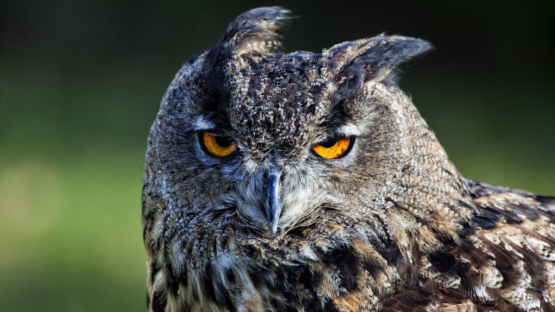 1920x1080 4K Ultra HD Owl Wallpaper and Background Image