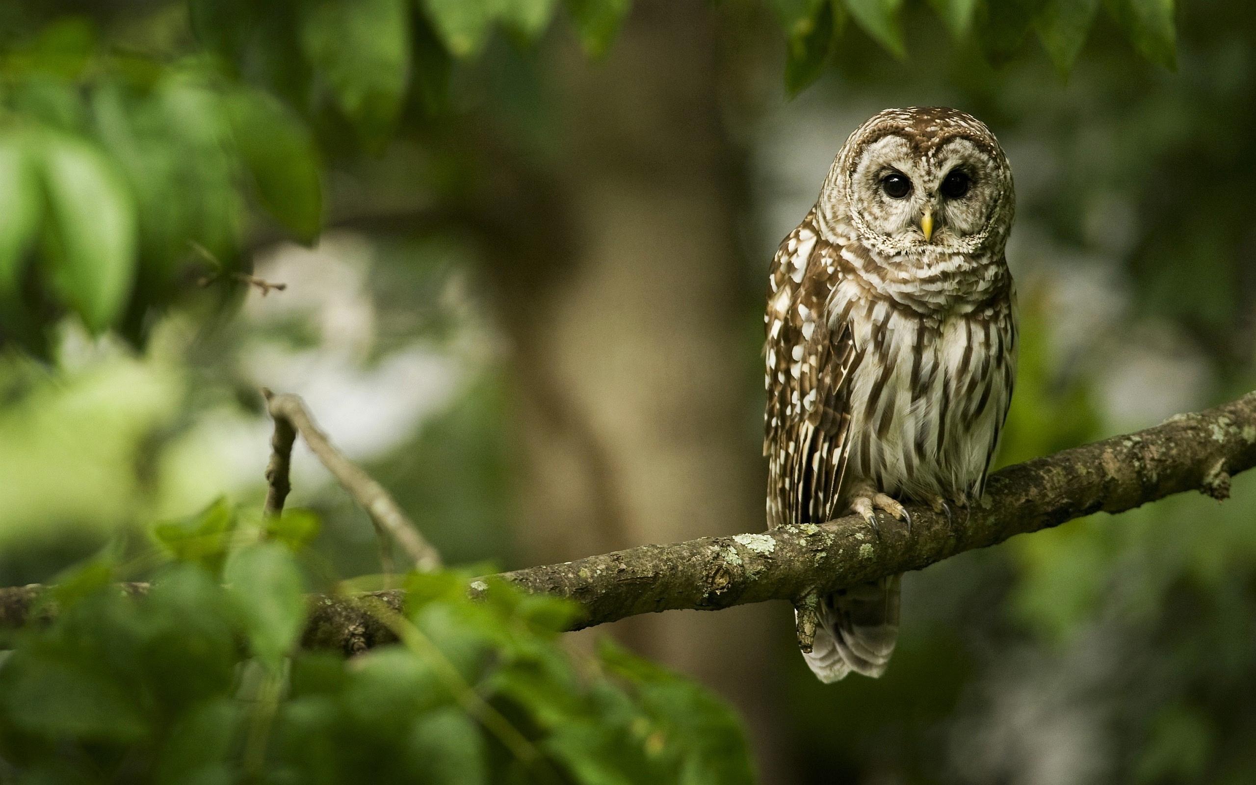 2560x1600 Owl Tree