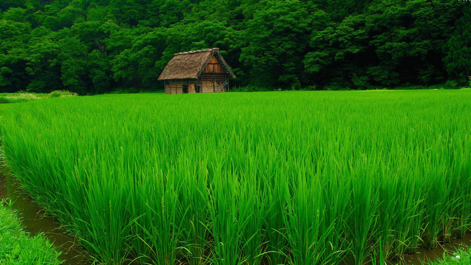 1600x900 The Sights Of Iran Mazandaran Iranian Attractions