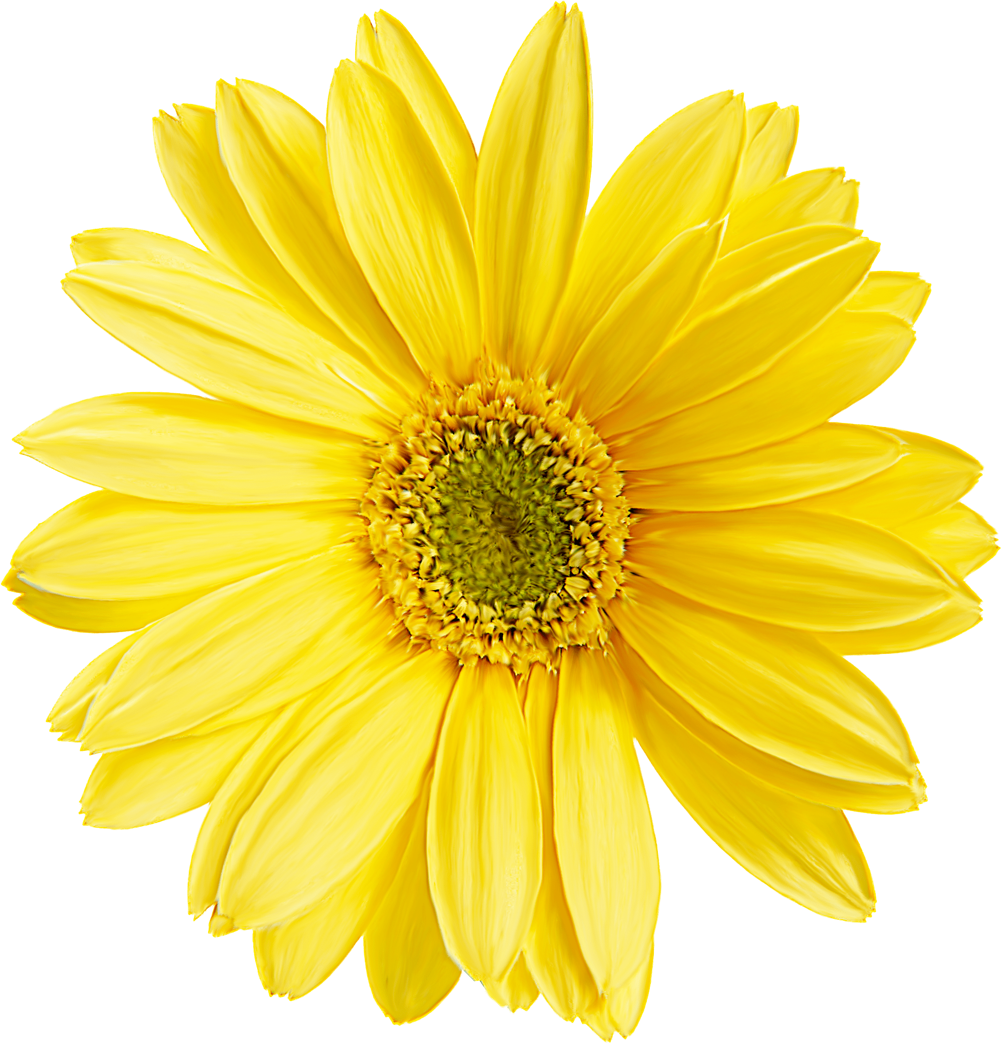 1981x2064 Download Painting Wallpaper Plants Flowers Material Transprent Yellow Flower Png Size PNG Image