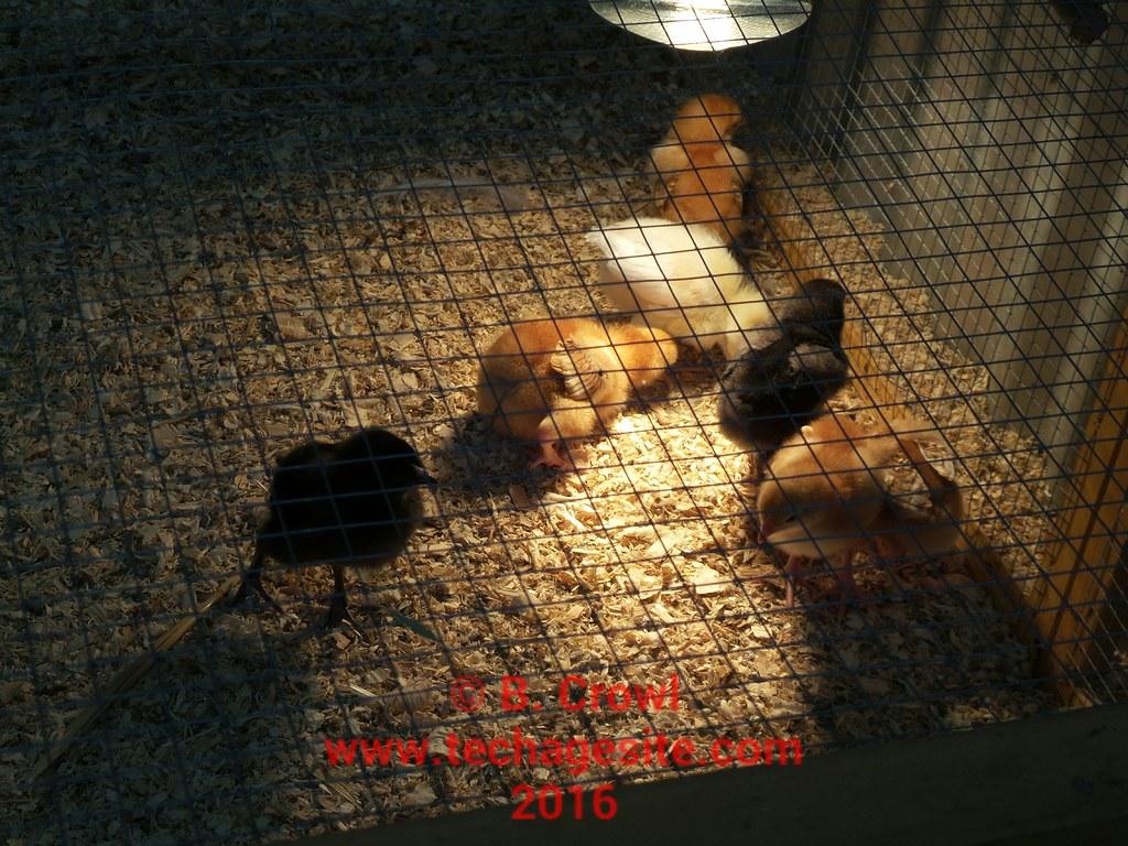 1024x768 Baby chicken run. Baby chicken pen